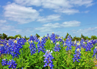 Texas bluebonnets are back! 10 wildflower hotspots