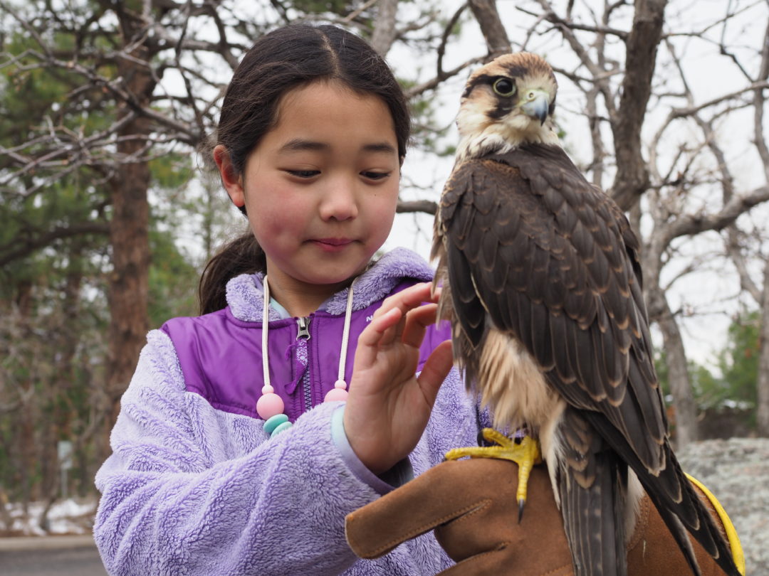Diving into the history of falconry at The Broadmoor