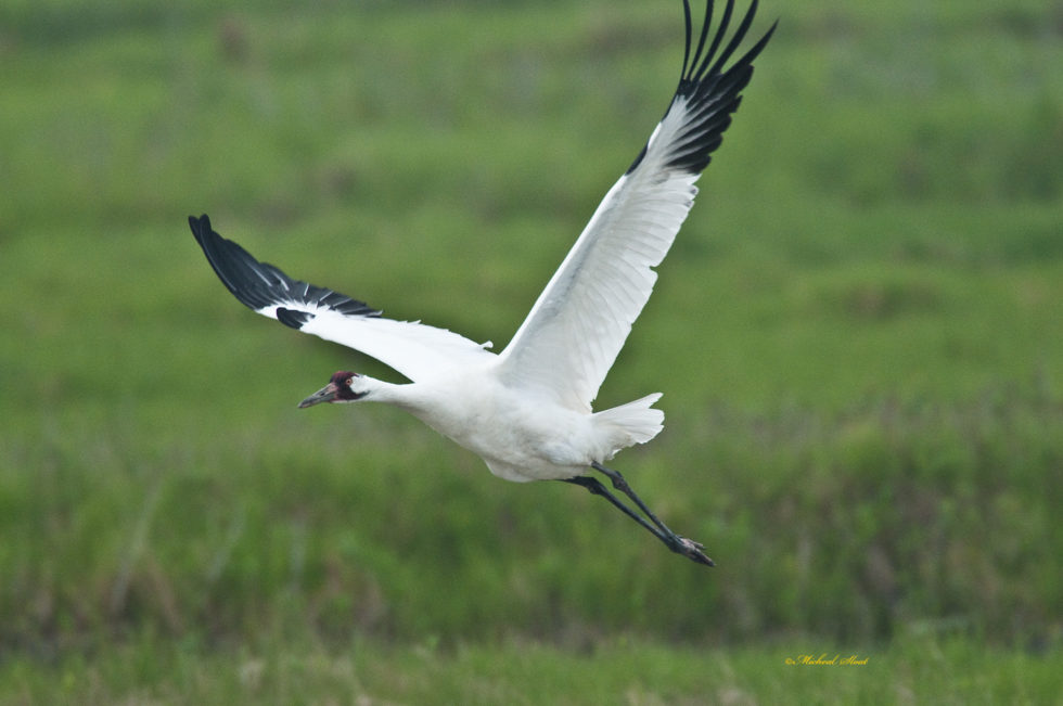 Gearing up for the Whooping Crane Festival in Port Aransas Austin