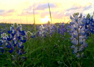 Go wild: A dozen spots to see Texas bluebonnets and wildflowers