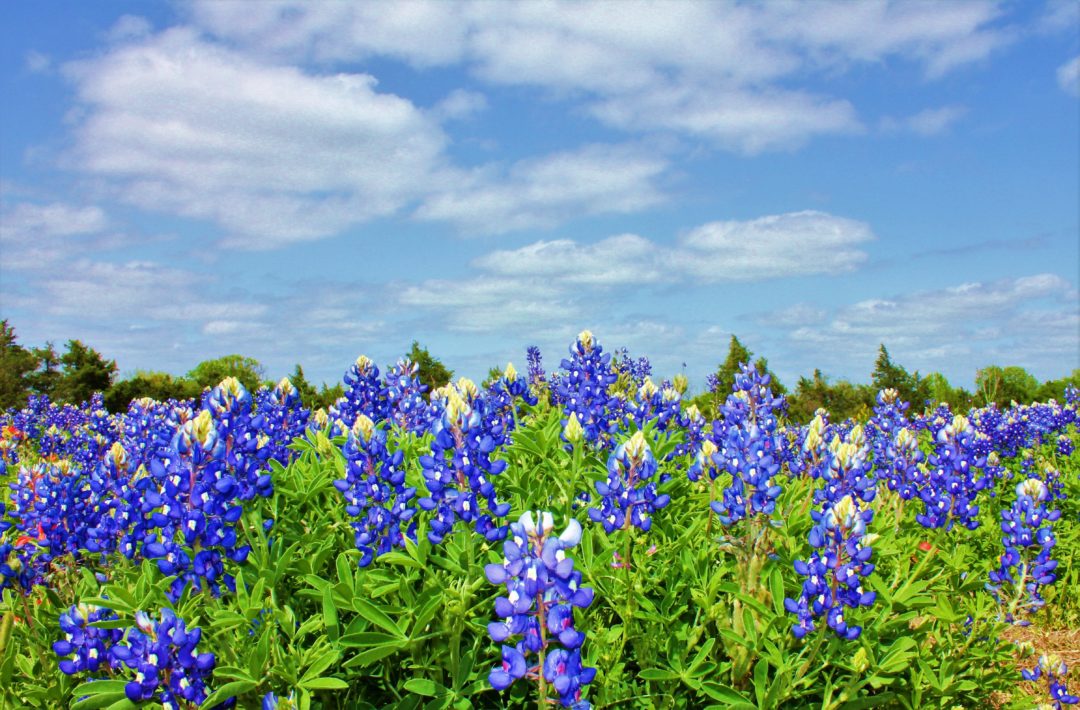 April Festivals: Celebrate blooms, berries and birds at these top 10 Texas events