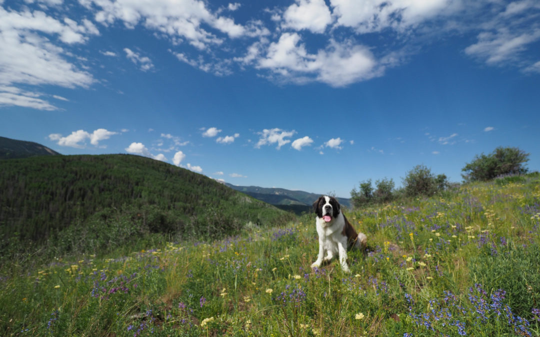 At The Ritz-Carlton, Bachelor Gulch, go for a hike with the hotel dog