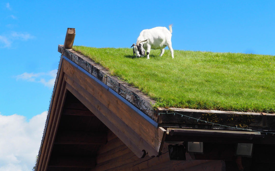 Come for the goats on the roof, stay for the Swedish food at Al Johnson’s