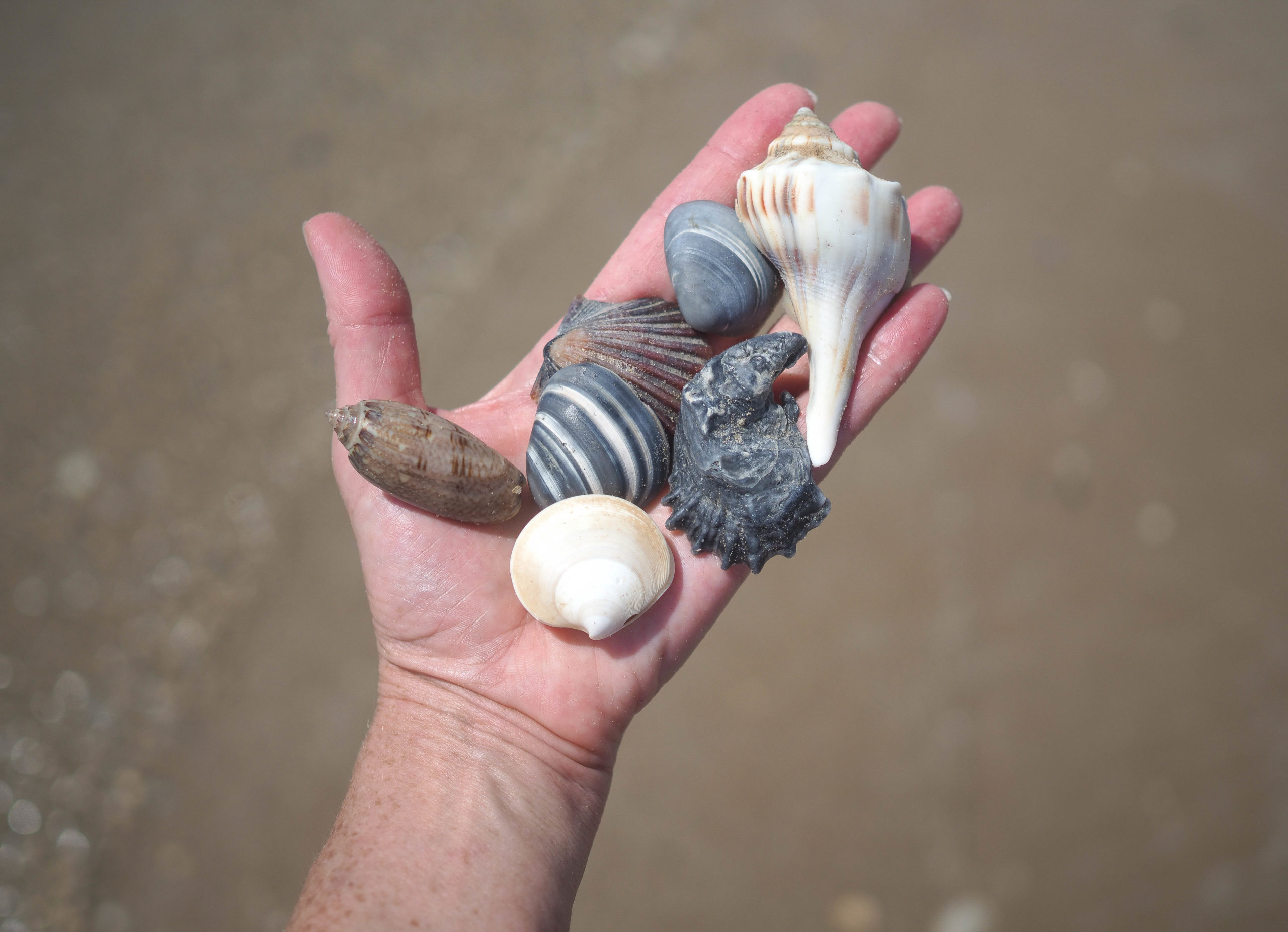 best place to find shells in Texas