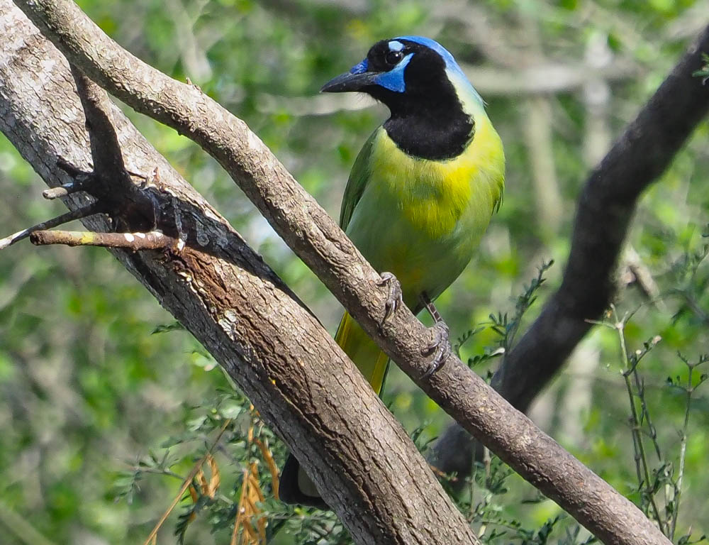 Best bet for birding? Bentsen-Rio Grande Valley State Park