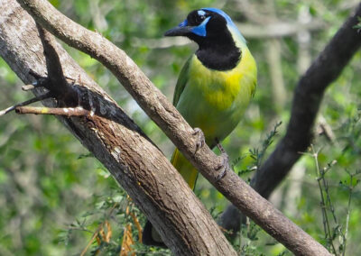 Best bet for birding? Bentsen-Rio Grande Valley State Park