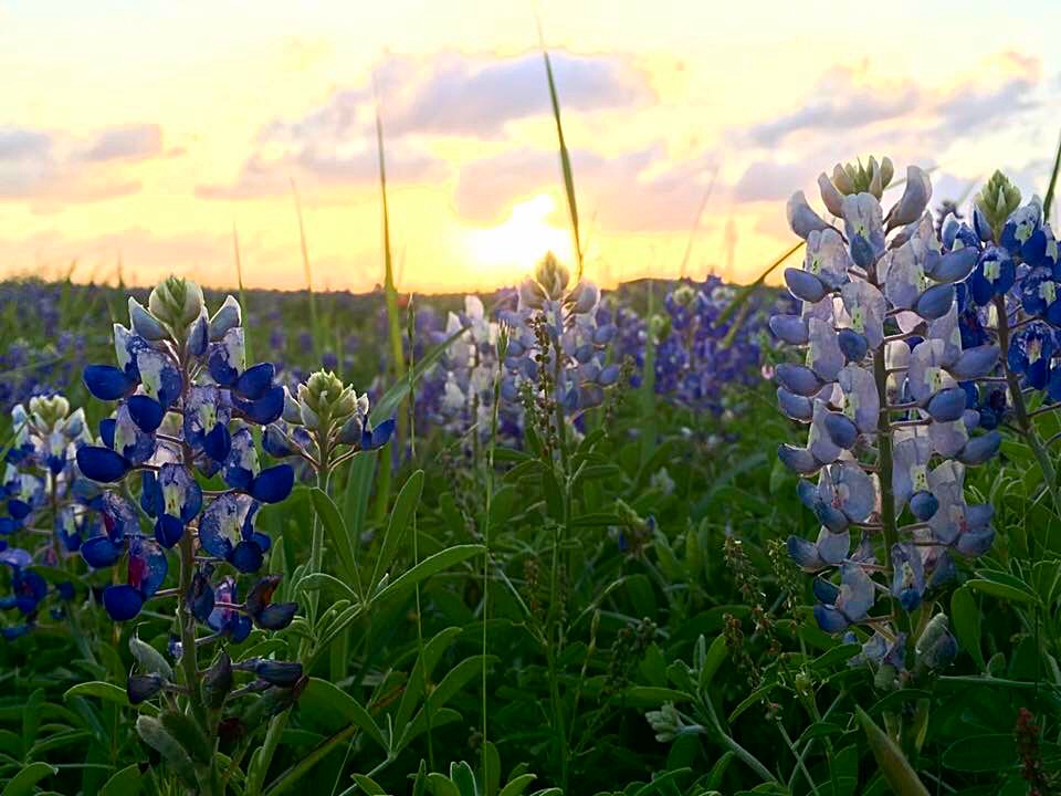 Bluebonnets are back! 10 Spots to See Texas Wildflowers this Spring