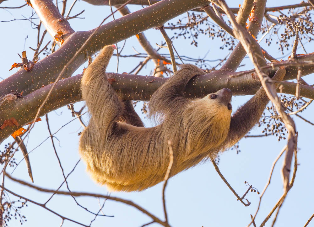 sloth Smithsonian Journeys cruise