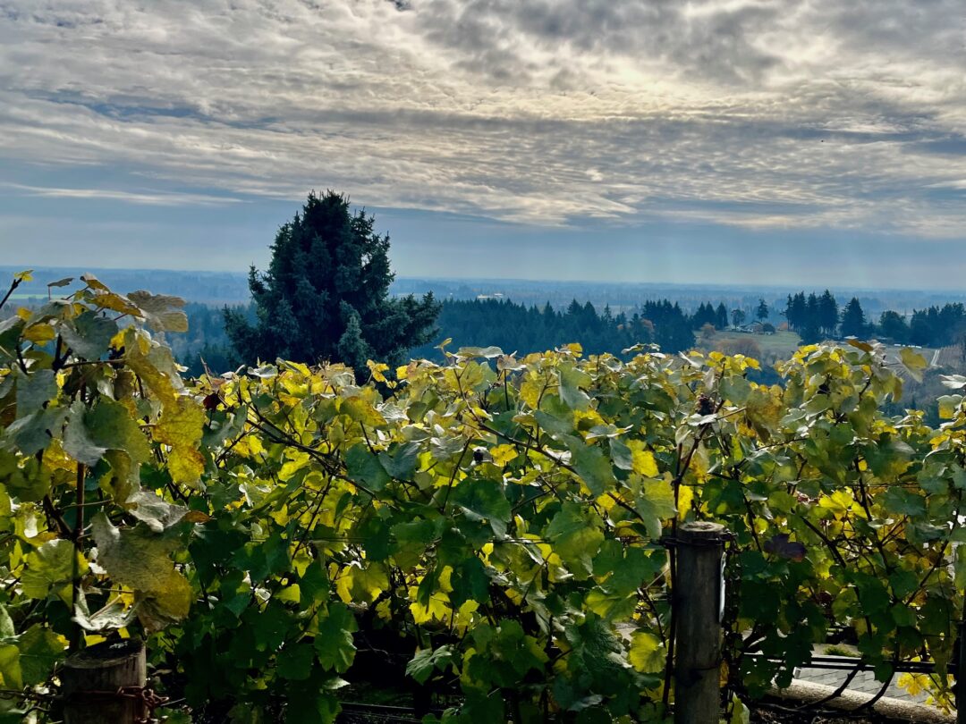 Discover Pinot Noir’s Perfect Home