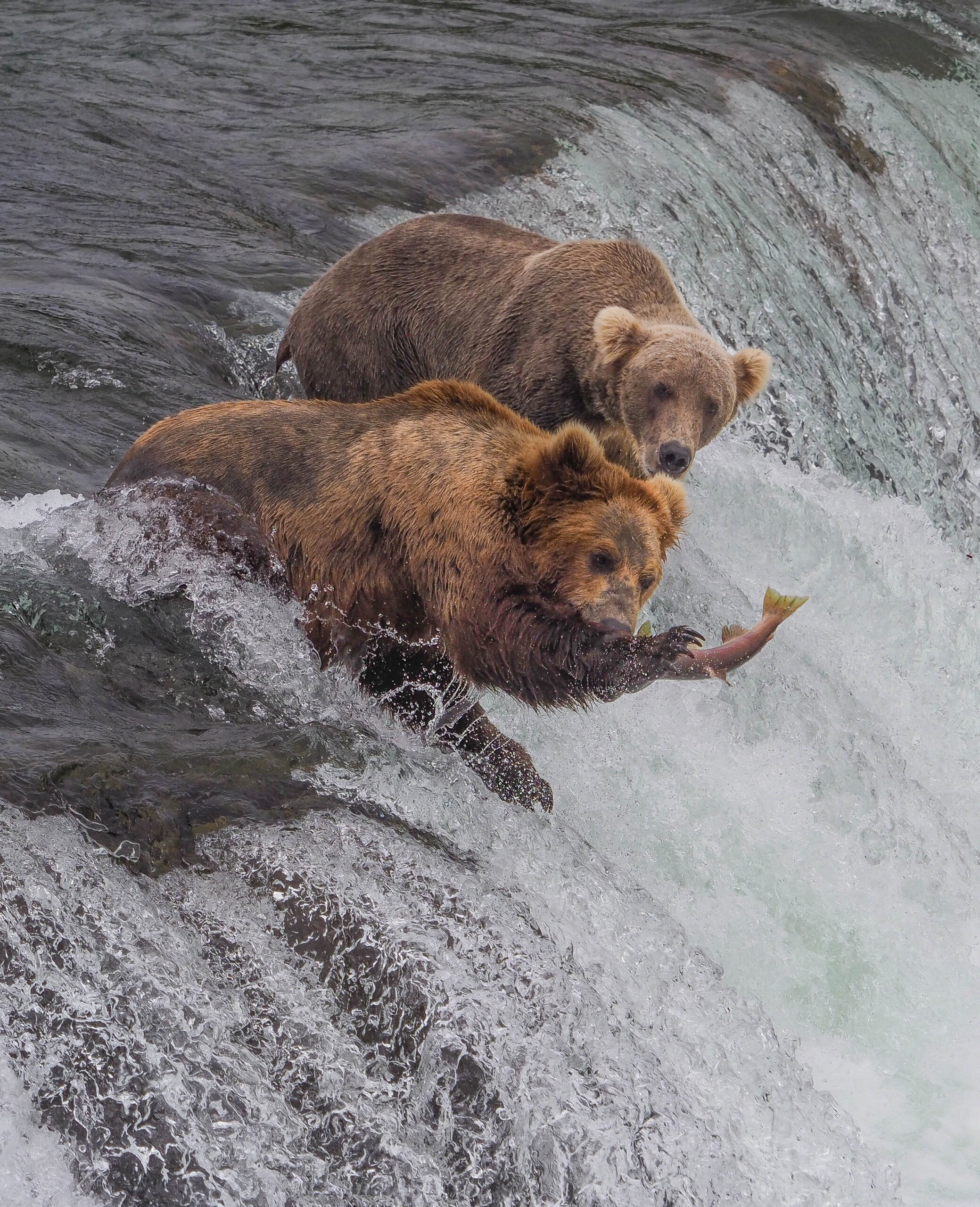 grizzly bears Katmai