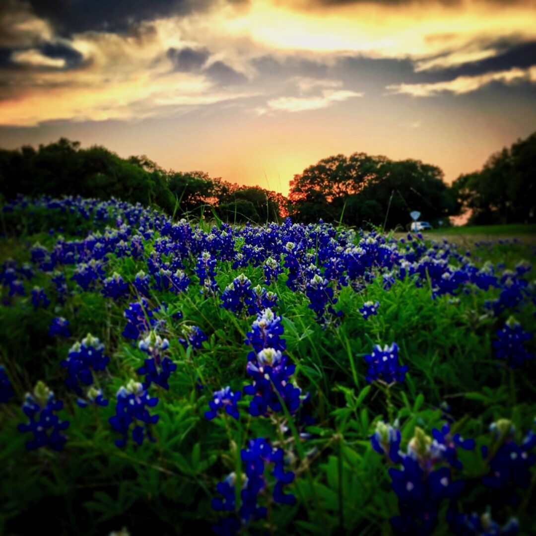 Bluebonnets are back: A dozen spots to see spring wildflowers in Central Texas