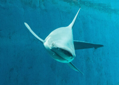 Snorkeling with sharks at the Texas State Aquarium