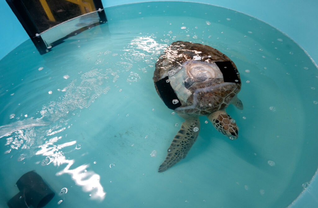 Texas State Aquarium