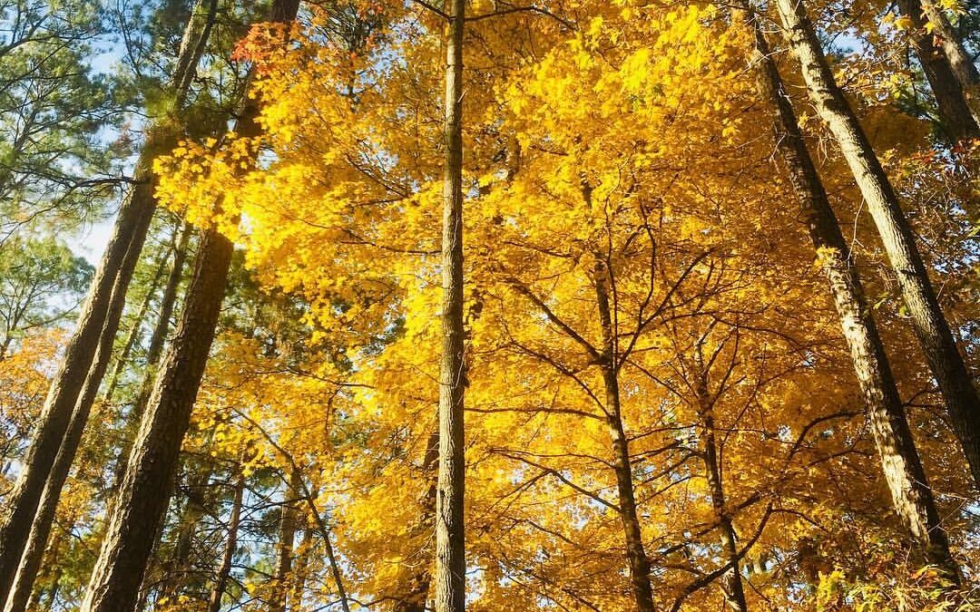 Mission Tejas State Park plans Nov. 8 reopening celebration