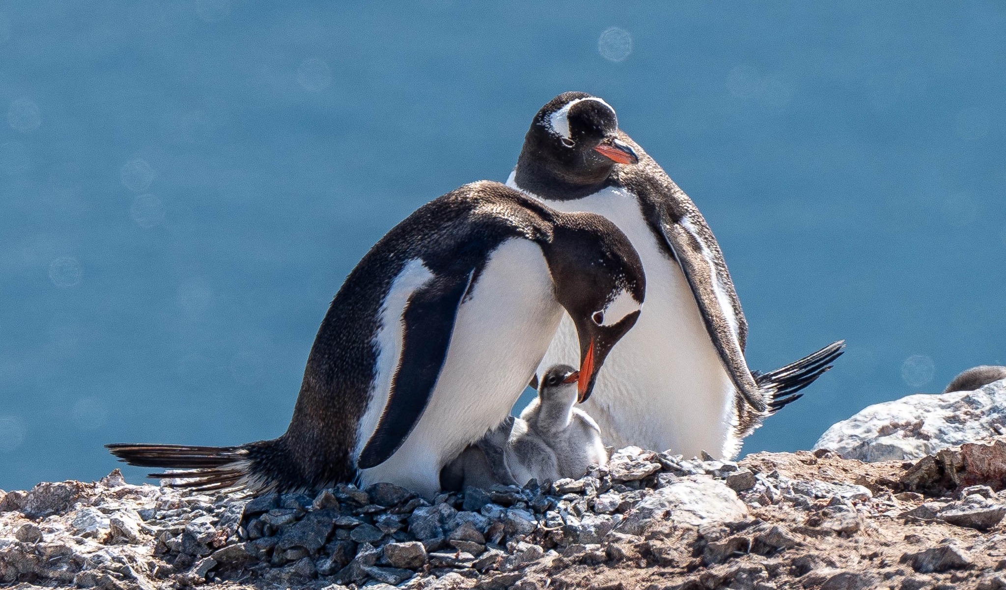 Gentoo penguins care for their young in Antarctica. Pam LeBlanc photo