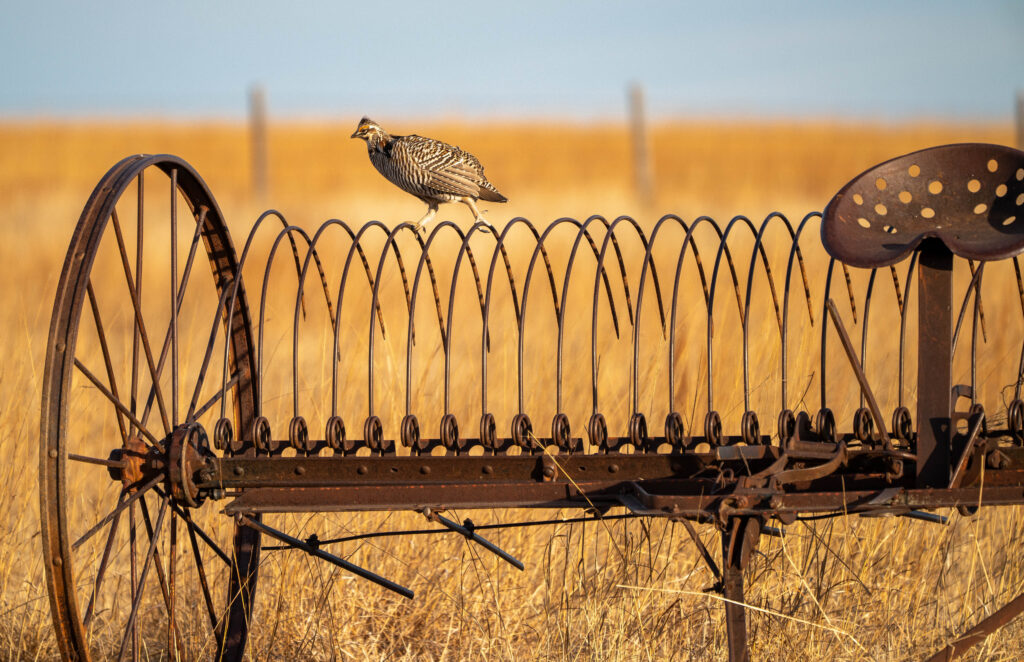 Nebraska prairie chicken