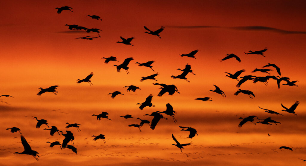 Sandhill Crane migration