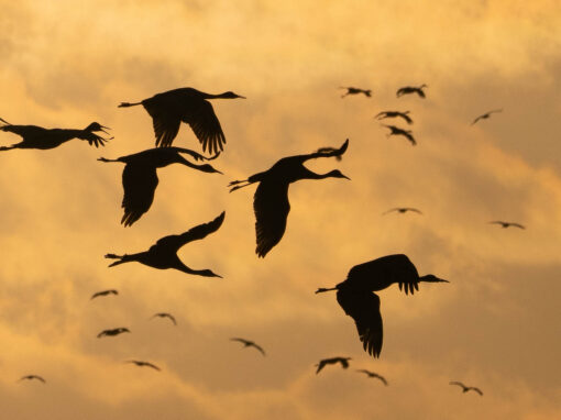In Nebraska, Sandhill Crane migration draws flocks of birdwatchers
