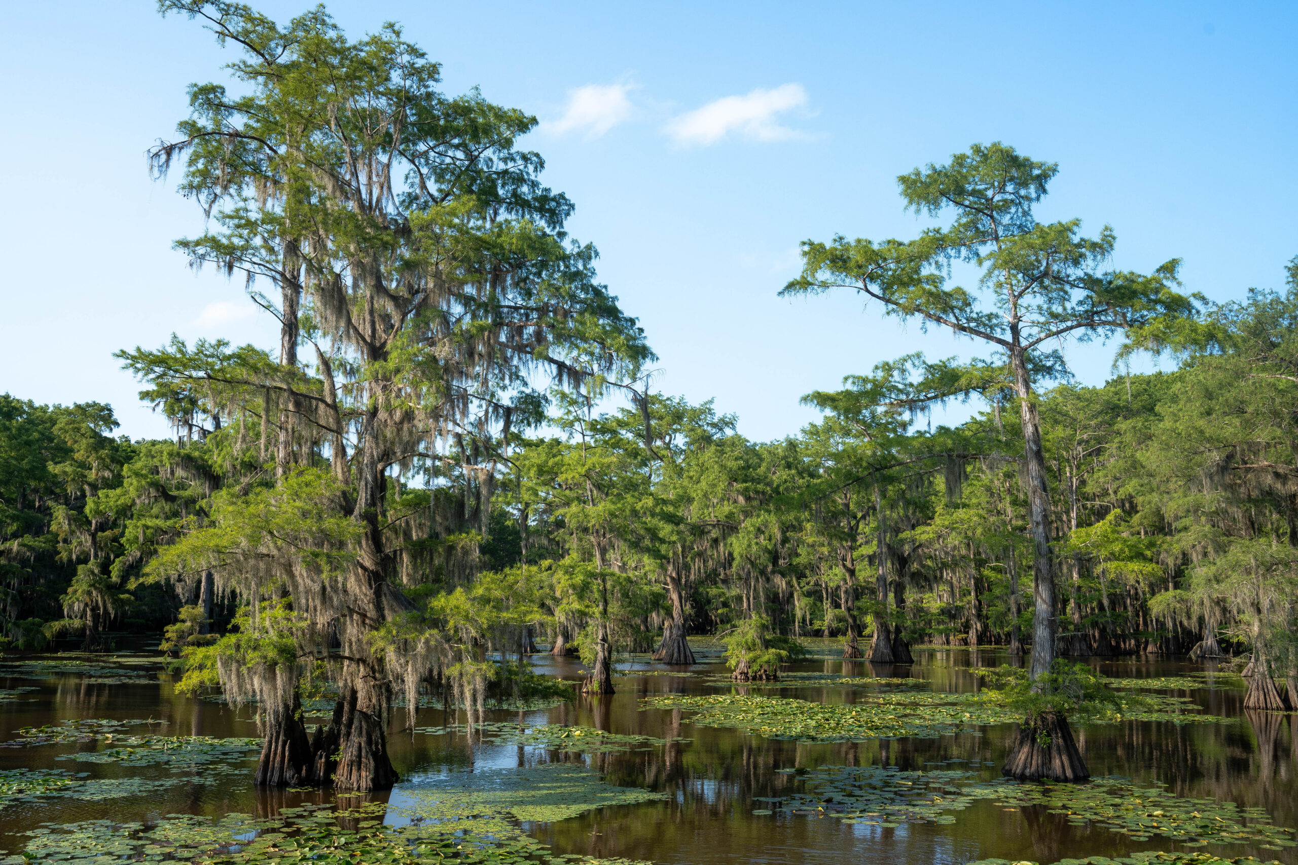 Caddo Lake