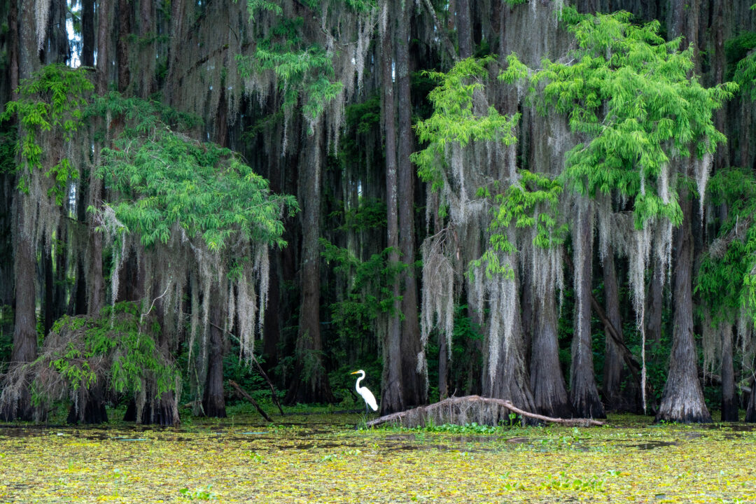 At this Texas state park, explore a swamp where steamboats once traveled