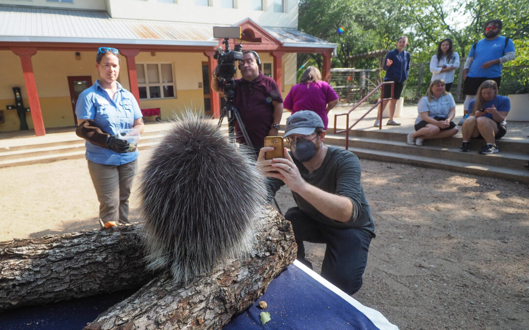 Meet the new baby porcupines at the Austin Nature and Science Center